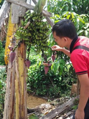 Pisang berjantung empat jadi tontonan warga Lubuk Basung