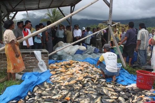 Gubernur Irwan Prayitno meninjau keramba ikan Danau Maninjau beberapa waktu lalu