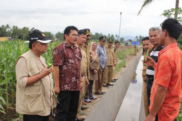 Kadis Tanaman Pangan Perkebunan Kehutanan Iqbal Bermawi,  membawa pejabat  dari Balitan Sukarami ke lahan jagung di Kotobaru  Payobasung