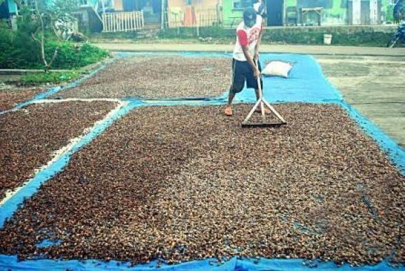 Agar mampu bersaing, petani coklat di Payakumbuh diberi bimbingan teknis 