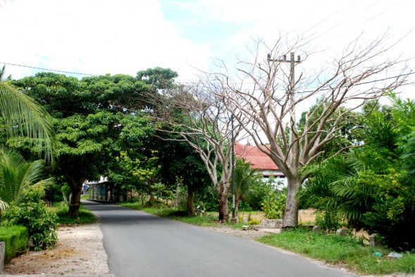 Pohon pelindung yang dirusak warga