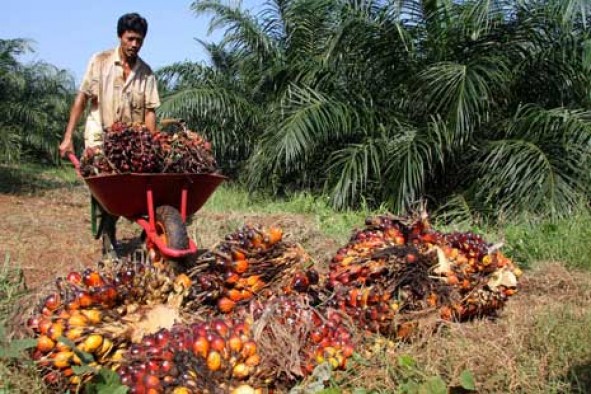 Di Agam, petani makin resah, harga sawit kian murah
