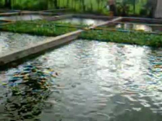 Kolam ikan gurame