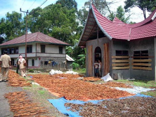 Warga Malalak menjemur kulit manis