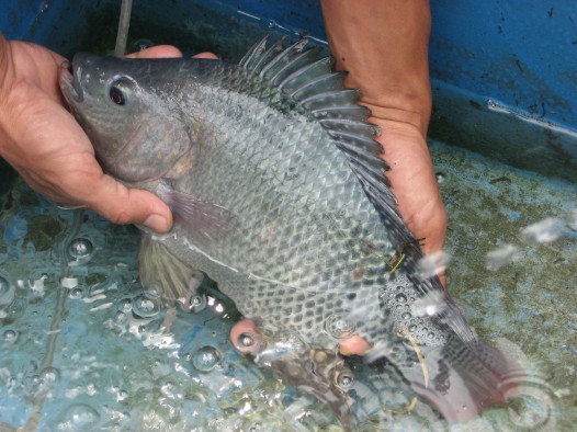Induk ikan 