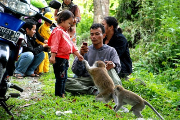 Kera jinak Kelok 44 sedang mengambil makanan dari tangan seorang anak. (MSM)