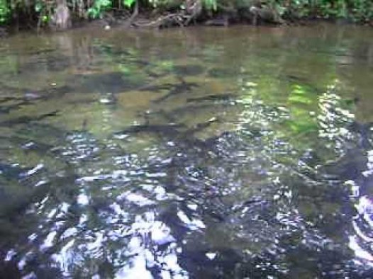 Lubuk ikan larangan
