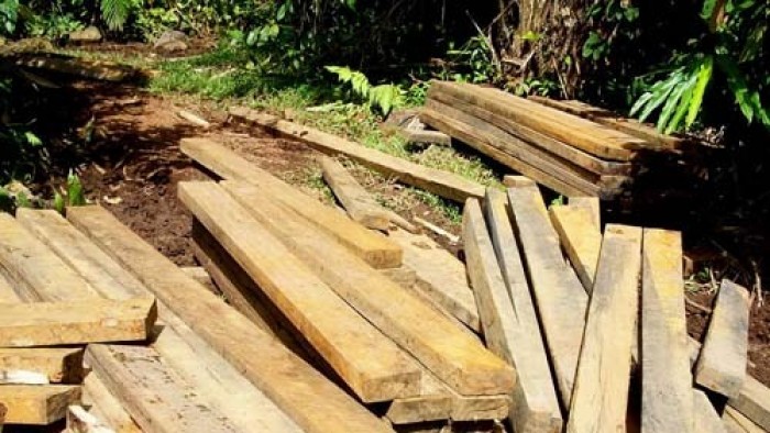 Kayu ilegal temuan Polhut dan tim Pengamanan Hutan Terpadu Agam di Silayang