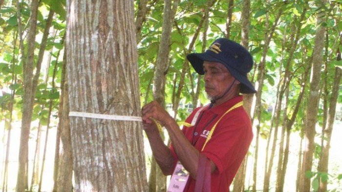 Untuk mendukung program ketahanan pangan nasional, pihak Kementerian Kehutanan RI akhirnya memperbolehkan hutan rakyat dijadikan agroforestry