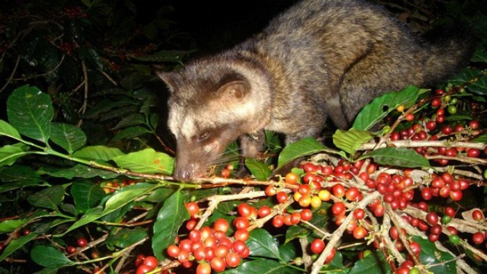 Kopi luwak sudah dikenal sajak lama di Kabupaten Agam. Para pengopi, sejak dahulu kala sudah mengerti cara mengolah kopi luwak menjadi minuman yang lezat, dan diyakini berkhasiat untuk kesehatan.
