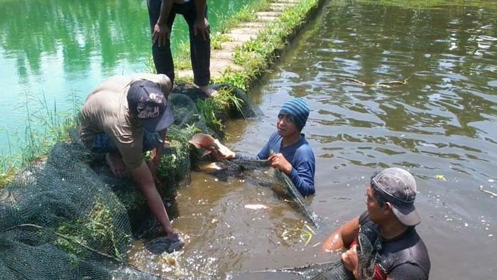 Budidaya ikan gurame