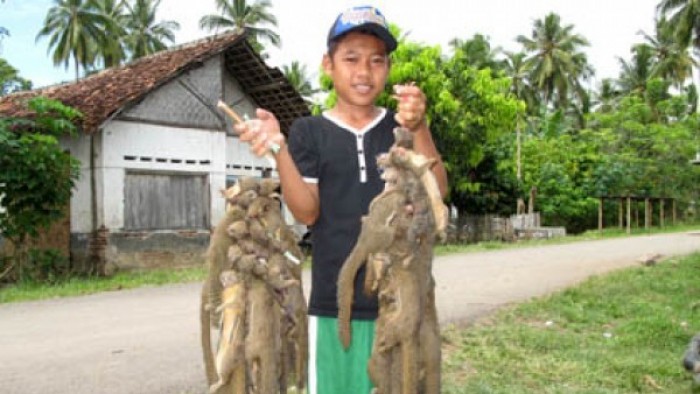 Hasil pemburuan tupai