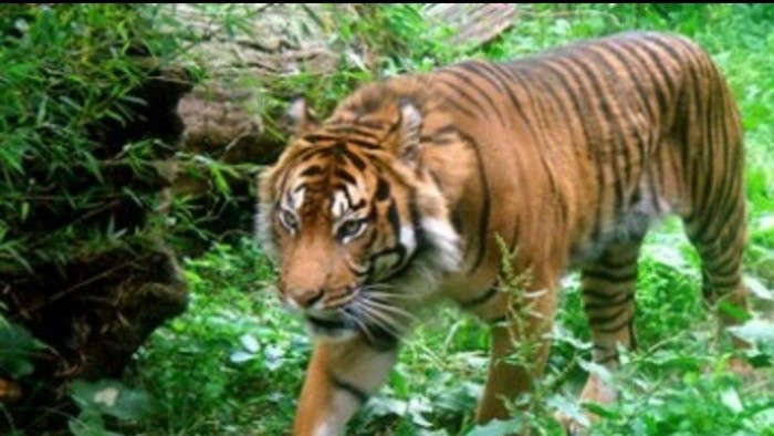 Inyiak harimau di TNKS
