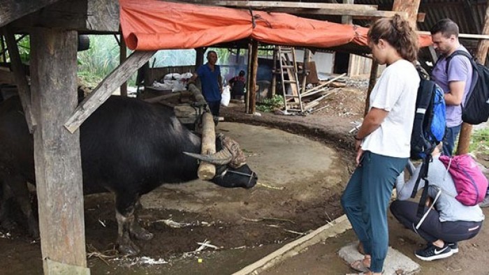 Wisman asyik menyaksikan petani mengilang tebu di Lawang