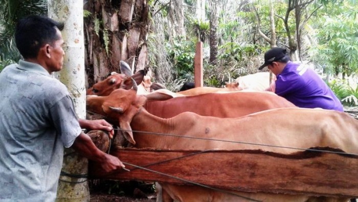 Pemkab Agam, melalui Dinas Pertanian (Distan) Agam, melakukan pengobatan masal gratis terhadap hewan ternak warga Jorong Pasar Duian, Nagari Manggopoh, Kecamatan Lubuk Basung, Selasa (16/10/2018).