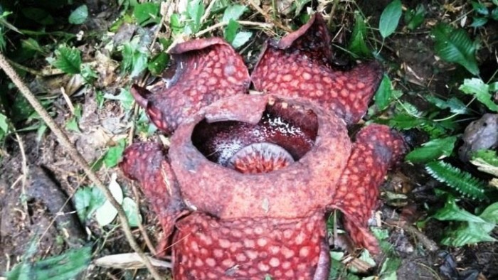 Bunga raflesia arnoldi