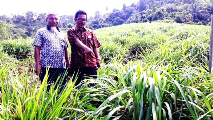 Tanaman sereh wangi di kebun HKM Kamoung Melayu 