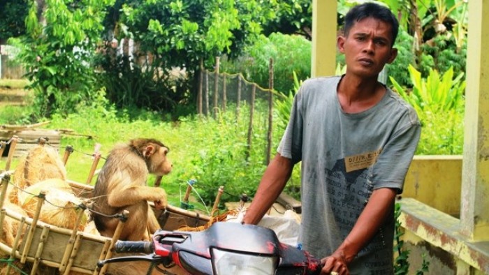 Dasman seorang warga di Jorong Kapalo Koto, Nagari Padang Sibusuk, Sijunjung, mendapat upah dari sistem bagi hasil.