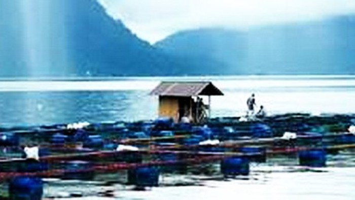 Kondisi Danau Maninjau