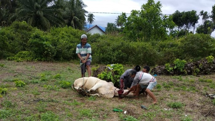 Ikatan Bidan Indonesia (IBI) Agam berkurban 3 ekor sapi pda momen Iduladha tahun ini.