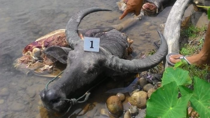 Warga Manggopoh, Kecamatan Lubuk Basung, Agam, Minggu (25/8/2019) sore, gempar. Penyebabnya, ditemukan kerbau dimutilasi di tepi sungai Batang Antokan.