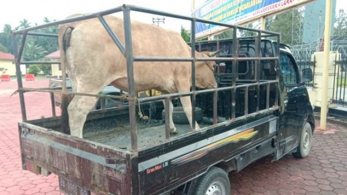 Barang bukti pencurian ternak di Padang Pariaman