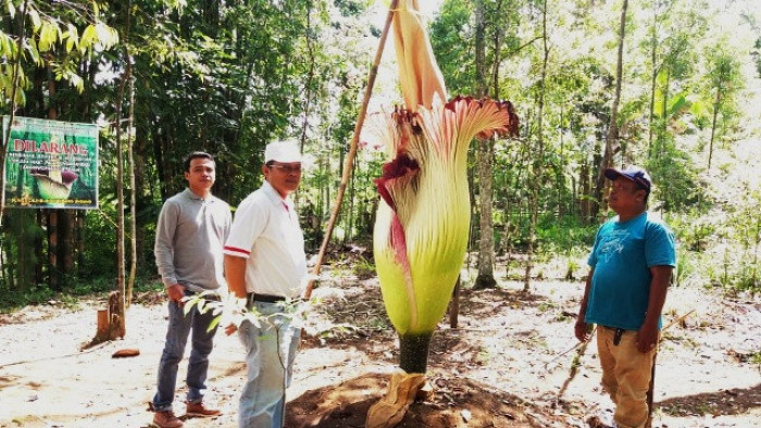 Bunga bangkai jenis Amorphophallus Titanum, mekar di Palupuh, tepatnya di Nagari Koto Rantang