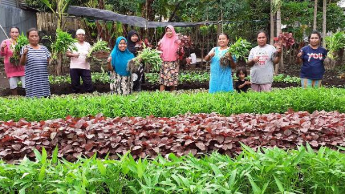 Senyum merekah tampak di wajah anggota Kelompok Wanita Tani (KWT) Bougenville Kelurahan Tubo, Kecamatan Ternate Utara. Pasalnya untuk pertama kali mereka sukses memanen kangkung dan bayam hasil jerih payah di lahan Program Kampung Hijau pada Minggu (12/1/2020) lalu.