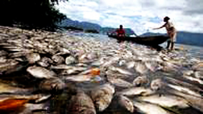 Ikan budi daya keramba jala apung (KJA) di Danau Maninjau, semakin banyak yang mati, Kamis (6/2/2020).