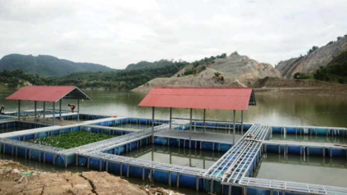 Budi daya ikan keramba jaring apung (KJA) bakal digalakkan di Danau Hijau Kandi, yakni bekas lahan tambang batu bara PT. Bukit Asam di Desa Salak, Kecamatan Talawi, Sawahlunto.