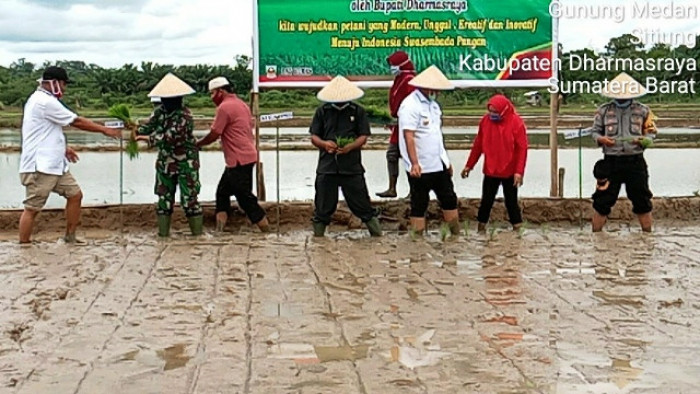 Dandim 0310/SSD Dwi Putranto, S.A.P, M.I.Pol. diwakili Danramil 03/PP Mayor CAJ (K)Tuti Andayani, Bupati Dharmasraya Sutan Riska Tuanku Kerajaan, dan Ketua DPRD Dharmasraya Paryanto menanam padi perdana secara simbolis di hamparan sawah Gapoktan Bina Tani, Nagarian Gunung Medan, Kecamatan Sitiung, Selasa (23/6/20).
