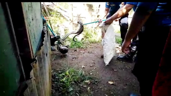 Menurut Danru Damkar Agam, Darman, upaya penangkapan ular dimaksud berlangsung cukup dramatis karena ular, yang bergelung di sudut kandang itu, cukup susah untuk dikeluarkan petugas, karena posisinya sulit.