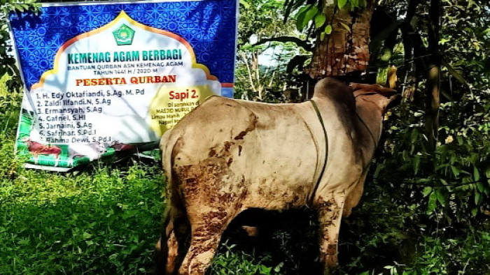 Kantor Kementerian Agama (Kemenag) Kabupaten Agam serahkan 1 ekor hewan kurban untuk Masjid Nurul Rahman Limau Manih, Nagari Malalak Selatan, Kecamatan Malalak, yang disembelih Senin (3/8/2020)