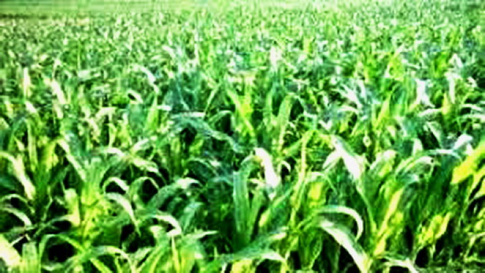 Agam memiliki program khusus untuk pengembangan tanaman jagung di Kecamamtan Palembayan, ungkap Bupati Agam, H. Indra Catri Dt. Malako Nan Putiah, Selasa (11/8/2020).
