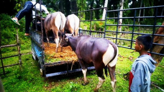 Berawal dari sulitnya mendapatkan sapi kurban setiap Iduladha, akhirnya berdirilah sebuah usaha di bawah bendera Raudhah Farm, ungkap pendiri usaha patungan itu, Bagindo Firdaus.M, S.Si, dalam perbincangan dengan sumbarsatu, Senin (28/9/2020) di Lubuk Basung.