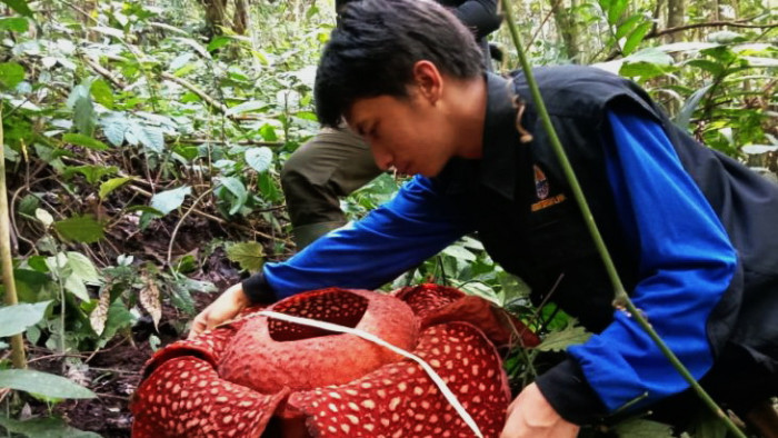 Rafflesia Tuan-Mudae mekar sempurna di kawasan hutan Cagar Alam Maninjau, Nagari Baringin, Kecamatan Palembayan, Agam,ungkap Pengendali Ekosistem Hutan (PEH) Balai Konservasi Sumber Daya Alam (BKSDA) Resor Agam, Ade Putra, kemerin.