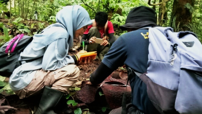 Selama 2020, Terjadi 10 Konflik Manusia dengan Satwa Liar

 

Agam,sumbarsatu.com-Pengendali Ekosistem Hutan (PEH) Balai Konservasi Sumber Daya Alam (BKSDA) Resor Agam, Ade Putra menyebutkan, setidaknya ada 10 konflik antara manusia dengan satwa liar, dan 6 tindak pidana yang melibatkan satwa dilindungi sepanjang tahun 2020, seperti diungkapkannya Sabtu (2/1/2021).

Menurutnya, kejadian konflik antara manusia dan satwa liar tahun 2020 menurun, dibandingkan tahun 2019 lalu, yaitu sebanyak 11 kejadian.

Dari 10 kejadian itu, mengakibatkan 1 orang warga meninggal dunia, dan 1 orang terluka akibat diserang Buaya Muara. Tiga ekor kerbau, 1 ekor sapi, dan 8 ekor kambing dimangsa satwa liar, berupa harimau Sumatera, macan dahan, dan beruang madu.

Sepanjang tahun 2020 BKSDA Resor Agam bersama pihak terkait, berhasil mengungkap 6 kasus tindak pidana yang melibatkan satwa dilindungi, berupa burung rangkong, kukang, bagian tubuh berupa sisik trenggiling, burung nuri, serta tiung emas (beo).

“Keenam kasus telah melalui proses pengadilan dan para pelaku telah menjalani hukuman,” ujarnya.

Pada tahun 2020 tidak ditemukan kasus tindak pidana pembalakan liar di dalam kawasan hutan Cagar Alam Maninjau. Namun, beberapa kali hasil patroli tim BKSDA hanya menemukan barang bukti, berupa beberapa batang kayu olahan, dan telah diamankan di kantor BKSDA Agam.

Menurutnya, tidak ditemukan kasus pembalakan liar terkait meningkatnya kesadaran masyarakat akan pentingnya kelestarian kawasan hutan, terutama Cagar Alam.

Untuk potensi keanekaragaman hayati, sepanjang tahun 2020 di wilayah kerja BKSDA Resor Agam tercatat penemuan 17 individu bunga rafflesia, dan 4 tumbuhan bunga bangkai dalam kondisi mekar.

Selain itu, pihaknya juga mencatat keberadaan satwa langka dan dilindungi berupa Beruang Madu, Kijang, Kukang, Harimau Sumatra, Macan Dahan, Kucing Hutan, Binturung, Trenggiling, dan berbagai jenis burung seperti Rangkong, dan Kuau. Itu semua menjadi kekayaan hayati Kabupaten Agam, yang perlu terus dijaga dan dilestarikan.

Pihaknya juga mencatat penyerahan 14 ekor satwa dilindungi dari masyarakat, berupa 7 ekor baning coklat, 4 ekor kucing kuwuk (kucing hutan), 1 ekor kukang, 1 ekor binturung, dan 1 ekor burung rangkong.

Sepanjang tahun 2020, sebanyak 36 warga telah melaporkan dan melakukan pendataan satwa burung peliharaannya ke BKSDA Agam. Satwa burung itu didaftarkan ke BKSDA Agam secara kolektif dan perorangan.

Khusus pendaftaran secara kolektif, petugas BKSDA mendatangi ke lokasi pecinta burung, bagi warga yang telah melaporkan diberikan surat tanda pelaporan. Dalam surat itu juga dicantumkan kewajiban pemilik untuk memenuhi ketentuan peraturan perundang-udangan yang berlaku, memelihara kesehatan, kenyamanan, keamanan tumbuhan, satwa liar perliharaan, dan bersedia untuk dilakukan pengawasan oleh BKSDA.

Pada tahun 2018, Menteri Lingkungan Hidup dan Kehutanan (LKH) mengeluarkan Peraturan Menteri LKH Nomor P.20/2018, terakhir diubah dengan Peraturan Menteri LHK Nomor P.106/2018, tentang Daftar Tumbuhan dan Satwa Dilindungi.

Dalam peraturan tersebut, beberapa jenis satwa, terutama burung yang sebelumnya tidak masuk daftar dilindungi menjadi dilindungi seperti, burung tiong emas, burung cica Daun atau murai daun, dan lainnya lagi.

Pihaknya berharap, untuk mengantisipasi terjadinya konflik antara manusia dan satwa liar, masyarakat diminta ikut melakukan mitigasi atau pencegahan, dengan mengamankan ternak di kandang, meningkatkan kewaspadaan ketika beraktivitas di kebun dan di dalam air, selain itu juga tidak melakukan aktivitas di dalam sungai atau perairan di malam hari.

Untuk satwa dilindungi, peran serta masyarakat dalam mendukung kelestarian dapat dilakukan dengan cara melaporkan dan menyerahkan kepemilikan satwa kepada BKSDA Agam, dan tidak melakukan perburuan satwa dilindungi.

Dijelaskan, ke depan BKSDA akan semakin meningkatkan kerja sama dengan berbagai pihak termasuk masyarakat, dalam menjalankan tugas dan peran konservasi sumber daya alam di Kabupaten Agam. (MSM)
