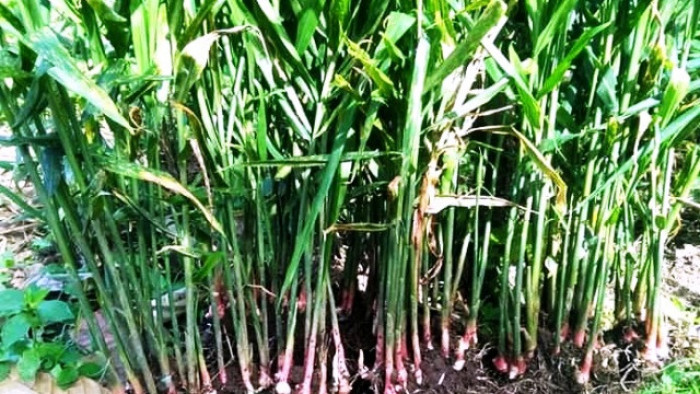 Dinas Pertanian (Distan) Kabupaten Agam berkomitmen mengembangkan tanaman biofarmaka. Salah satunya adalah jahe, seperti diungkapkan Kepala Distan Agam, melalui Kepala Bidang Holtikultura, Sari Mustika, Rabu (20/1/2021).