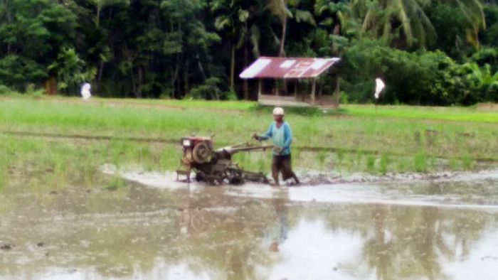 Ketua Kelompok Tani Sawah Liek Alfandri keluhkan distribusi pupukbersubsidi Urea dan NpkPhonska tak lancar.