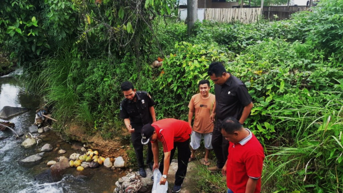 Rabu (31/3/2021) tim Tim Pemerintah Nagari (Pemnag) Lubuk Basung, Kecamatan Lubuk Basung, Agam, menebar 12.000 ekor bibit ikan pada 4 lokasi di Jorong Surabayo dan Sangkia.