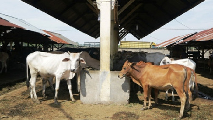 Stok sapi dan kerbau untuk hewan kurban Iduladha 1442 Hijriah tersedia cukup banyak di Pasar Ternak Palangki, Kecamatan IV Nagari, Kabupaten Sijunjung