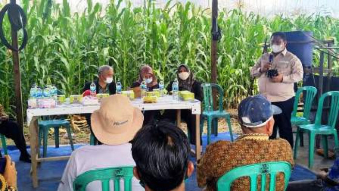 Anggota Komisi II Dewan Perwakilan Rakyat Daerah (DPRD) Provinsi Sumatera Barat (Sumbar) melakukan kunjungan lapangan ke kelompok Tani Bancah Kariang, Kampung Sebelah Jorong IV Koto, Kecamatan Kinali Kabupaten Pasaman Barat Kamis (1/7/2021)..