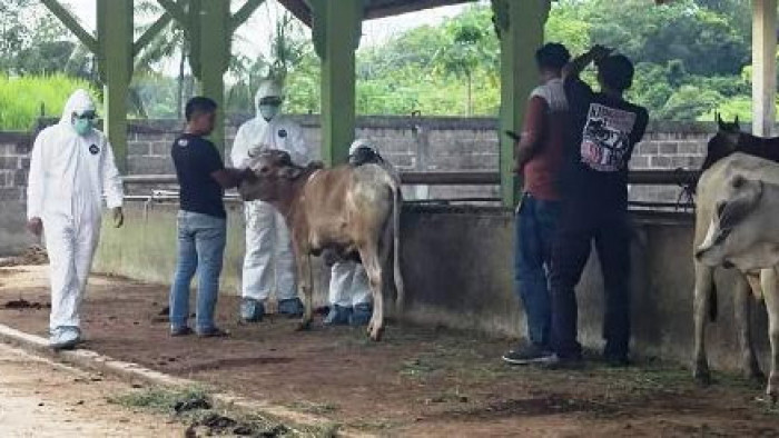 Ditemukan dua ekor sapi terkonfirmasi positif penyakit mulut dan kuku (PMK), Pasar Ternak Palangki di Kecamatan IV Nagari ditetapkan zona merah