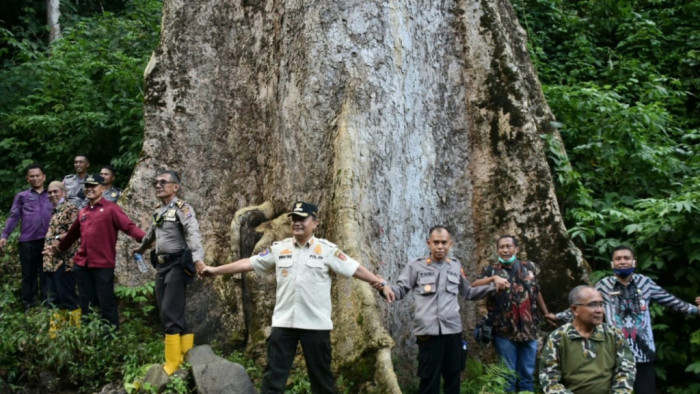 05012023-POHON RAKSASA