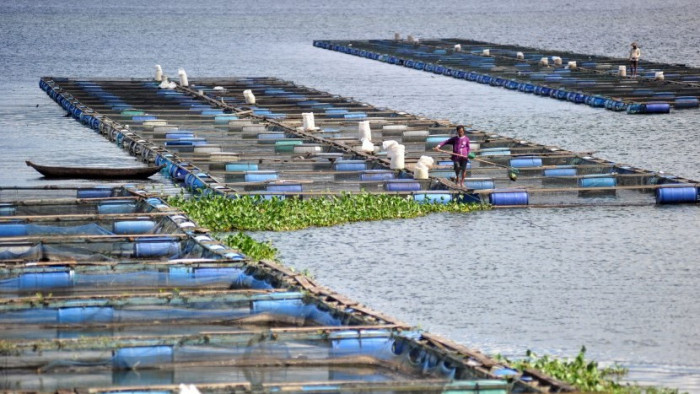 peternak-ikan-membersihkan-keramba-jaring-apung-kja-di-danau-_190823083056-410