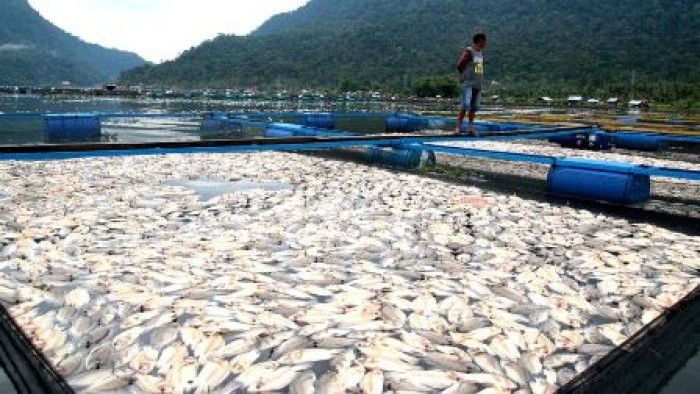 Ikan di Danau Maninjau yang mati