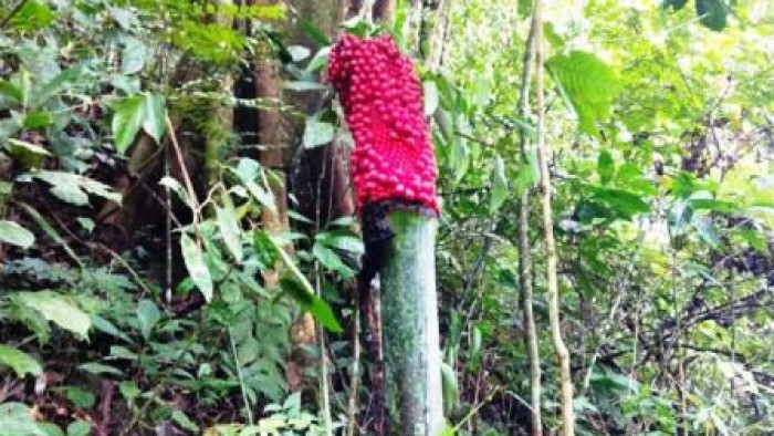 05102923-RAFLESIA BERBUAH