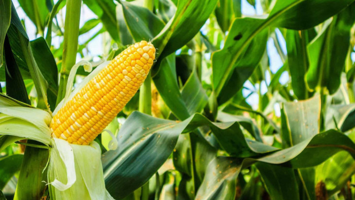 jagung