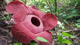 Bunga Raflesia Mekar di Marambuang