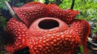 Rafflesia Tuan-Mudae Mekar Sempurna Bersamaan
